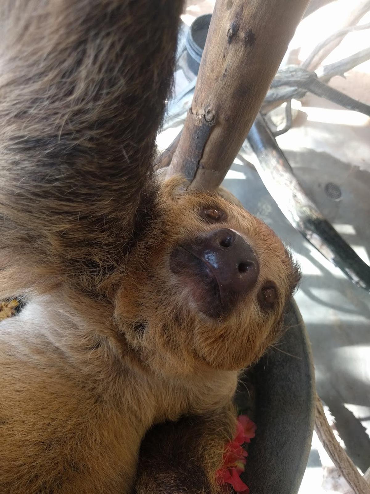 Google installs 'animal selfie' cameras at Los Angeles Zoo |   news