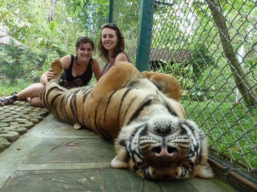 A visitor to the attraction (not pictured) was mauled by a tiger after posing for a photograph / Phuket Tours 