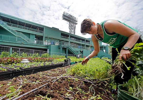 Fenway Park, Boston, US: The home of the Red Sox has a rooftop garden that grows vegetables and herbs to be used in the stadium’s restaurants