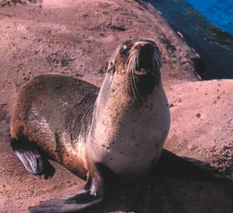 Seal attraction now open in Sydney