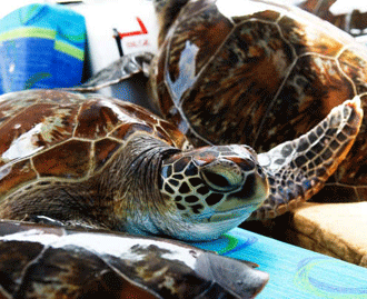 Stranded turtles return to the sea