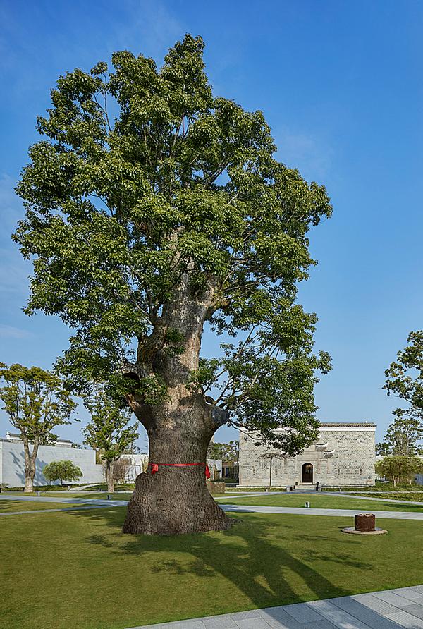 The biggest tree that was moved is nicknamed ‘King Tree’