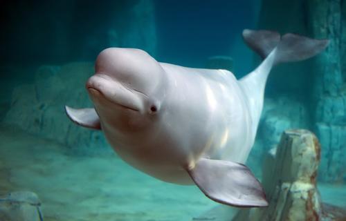 Activists, actors and scientists go to court in opposition of beluga whale import plan 