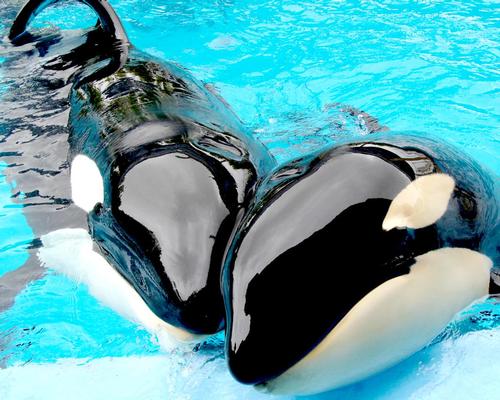 Chimelong Controversially Opens Chinas First Orca Breeding Facility
