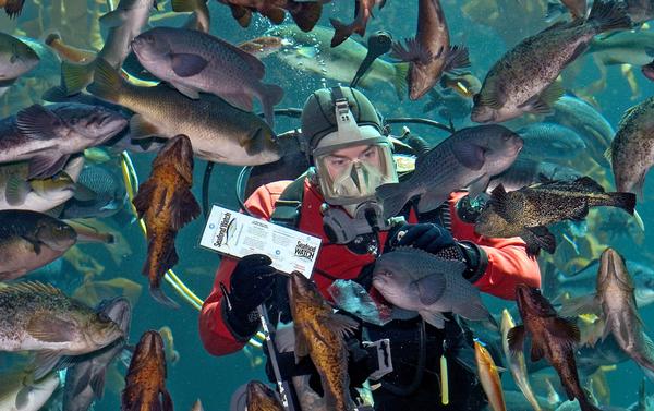 Monterey Bay Aquarium’s Seafood Watch programme raises public awareness about sustainable seafood choices / photos: © Monterey Bay Aquarium